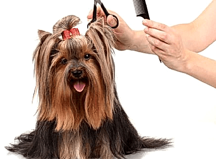 Köpek Makas Tıraşı