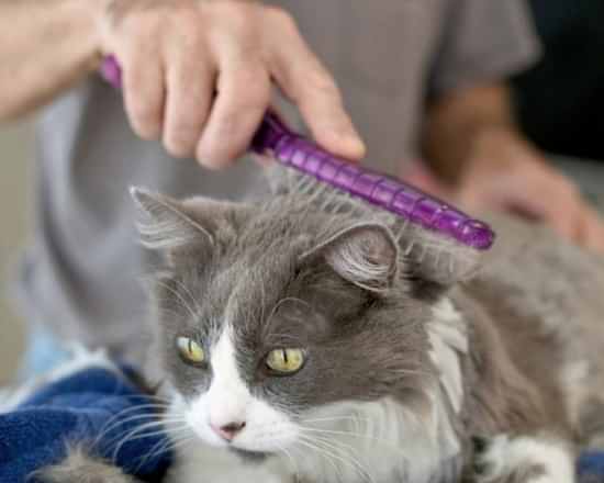 Kedilerde Tarama İşlemi