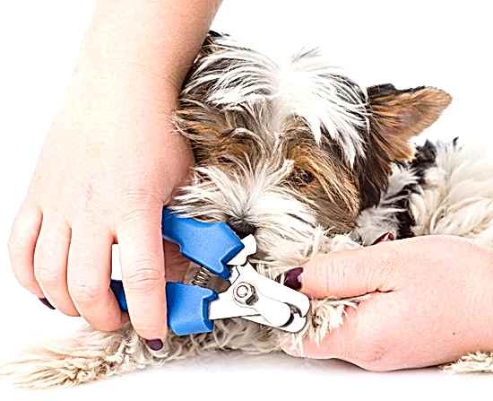 Köpeklerde tırnak kesimi